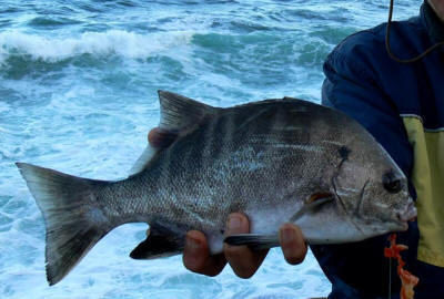 Fish Bream, South Africa