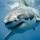 El estado de Nueva York gasta $ 1 millon para los drones que monitoreen a los tiburones que estan en las playas